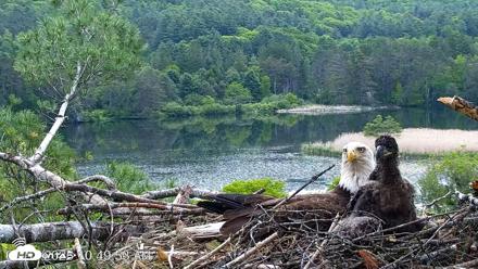 VINS Bald Eagles Nest Live Cams - May 31, 2026, 10:50am EDT