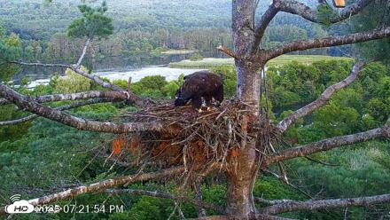 VINS Bald Eagles Nest Live Cams - Jul 26, 2026, 7:22pm EDT