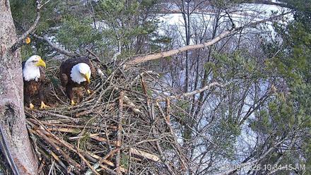 VINS Bald Eagles Nest Live Cams - Mar 9, 2026, 10:34am EDT