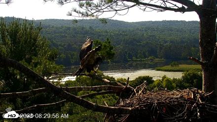 VINS Bald Eagles Nest Live Cams - Jul 17, 2026, 8:30am EDT