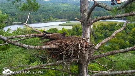 VINS Bald Eagles Nest Live Cams - Aug 22, 2026, 3:50pm EDT