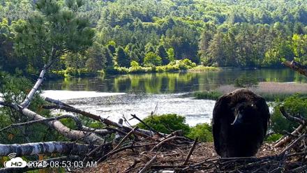 VINS Bald Eagles Nest Live Cams - Jun 16, 2026, 8:53am EDT