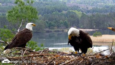 VINS Bald Eagles Nest Live Cams - May 6, 2026, 8:37am EDT