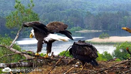 VINS Bald Eagles Nest Live Cams - Jun 10, 2026, 4:51pm EDT