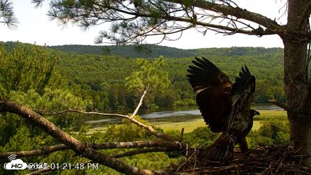 VINS Bald Eagles Nest Live Cams - Jul 20, 2026, 1:22pm EDT