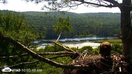 VINS Bald Eagles Nest Live Cams - Jul 17, 2026, 10:06am EDT