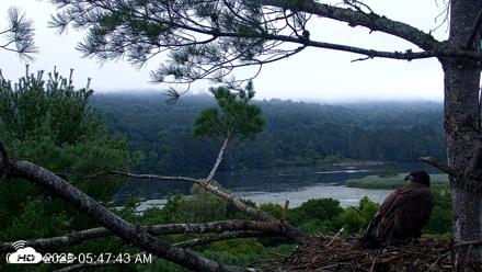 VINS Bald Eagles Nest Live Cams - Aug 9, 2026, 5:48am EDT