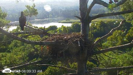 VINS Bald Eagles Nest Live Cams - Aug 21, 2026, 8:10am EDT