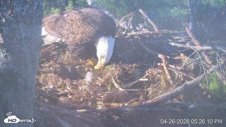 VINS Bald Eagles Nest Live Cams - Apr 26, 2026, 5:26pm EDT