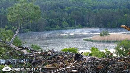 VINS Bald Eagles Nest Live Cams - May 28, 2026, 5:40am EDT