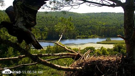 VINS Bald Eagles Nest Live Cams - Jul 17, 2026, 11:07am EDT