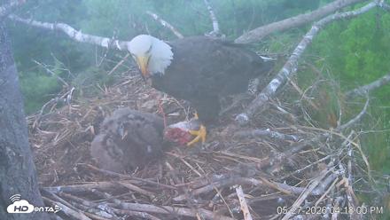 VINS Bald Eagles Nest Live Cams - May 27, 2026, 4:18pm EDT
