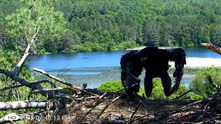 VINS Bald Eagles Nest Live Cams - Jun 8, 2026, 2:47pm EDT