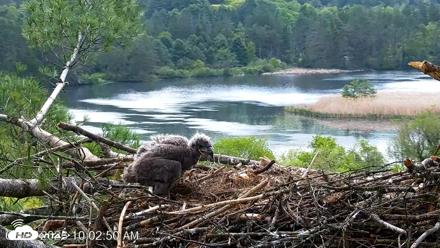 VINS Bald Eagles Nest Live Cams - May 20, 2026, 10:03am EDT
