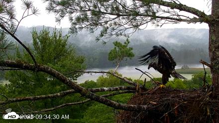 VINS Bald Eagles Nest Live Cams - Jul 7, 2026, 9:35am EDT