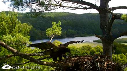 VINS Bald Eagles Nest Live Cams - Jul 22, 2026, 1:45pm EDT