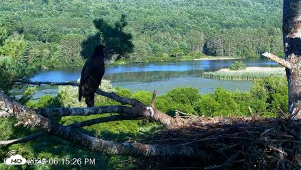VINS Bald Eagles Nest Live Cams - Jul 23, 2026, 6:16pm EDT