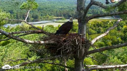 VINS Bald Eagles Nest Live Cams - Aug 22, 2026, 1:51pm EDT