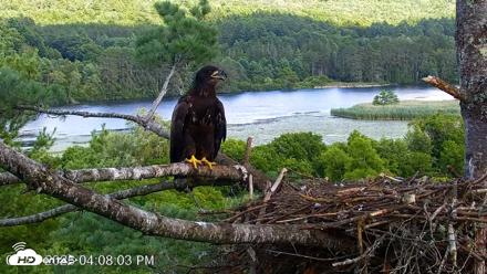 VINS Bald Eagles Nest Live Cams - Jul 22, 2026, 4:09pm EDT