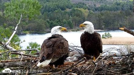 VINS Bald Eagles Nest Live Cams - May 3, 2026, 12:14pm EDT