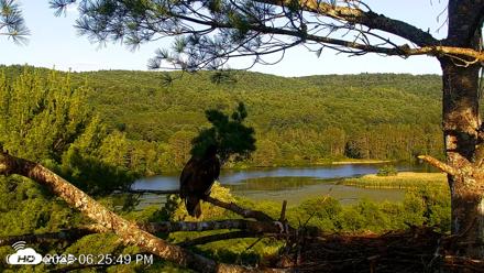 VINS Bald Eagles Nest Live Cams - Jul 20, 2026, 6:26pm EDT