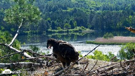 VINS Bald Eagles Nest Live Cams - Jun 3, 2026, 9:40am EDT