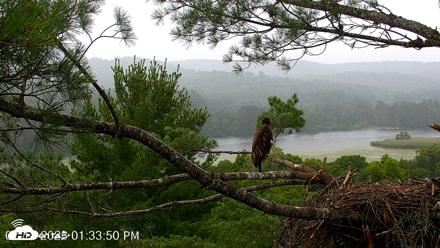 VINS Bald Eagles Nest Live Cams - Jul 18, 2026, 1:34pm EDT