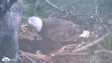 VINS Bald Eagles Nest Live Cams - Apr 26, 2026, 9:18am EDT