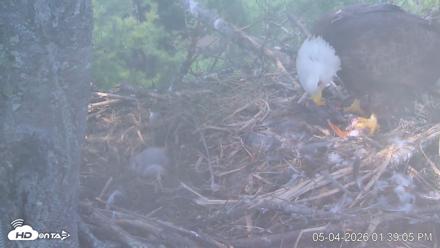 VINS Bald Eagles Nest Live Cams - May 4, 2026, 1:39pm EDT