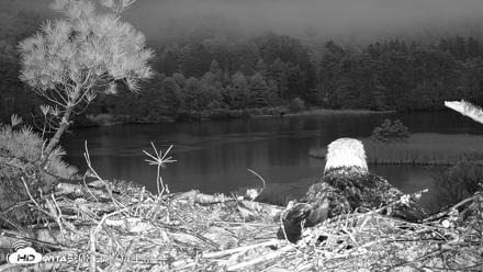 VINS Bald Eagles Nest Live Cams - May 13, 2026, 8:19pm EDT