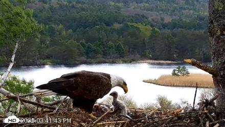 VINS Bald Eagles Nest Live Cams - May 5, 2026, 3:42pm EDT