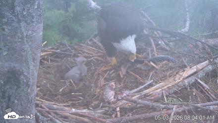 VINS Bald Eagles Nest Live Cams - May 3, 2026, 8:04am EDT