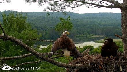 VINS Bald Eagles Nest Live Cams - Jul 14, 2026, 8:34am EDT