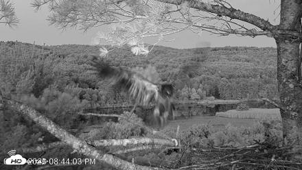 VINS Bald Eagles Nest Live Cams - Jul 20, 2026, 8:45pm EDT
