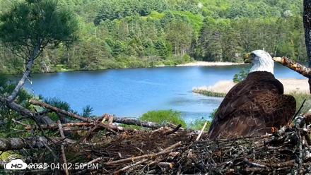 VINS Bald Eagles Nest Live Cams - May 20, 2026, 4:03pm EDT
