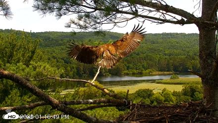 VINS Bald Eagles Nest Live Cams - Jul 20, 2026, 1:18pm EDT