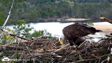 VINS Bald Eagles Nest Live Cams - Apr 29, 2026, 6:50pm EDT