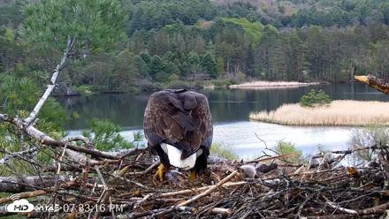 VINS Bald Eagles Nest Live Cams - May 11, 2026, 7:34pm EDT