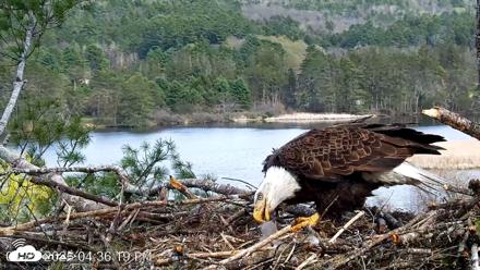 VINS Bald Eagles Nest Live Cams - Apr 29, 2026, 4:37pm EDT