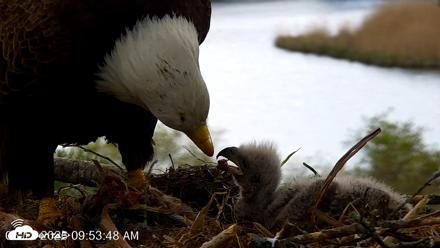 VINS Bald Eagles Nest Live Cams - May 12, 2026, 9:54am EDT