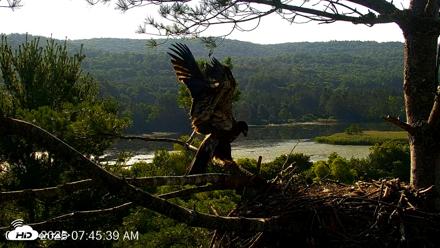 VINS Bald Eagles Nest Live Cams - Jul 17, 2026, 7:46am EDT