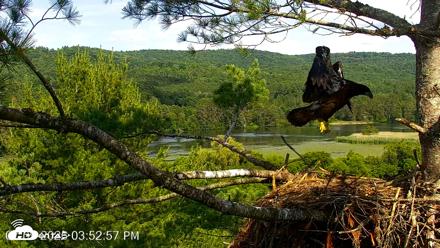 VINS Bald Eagles Nest Live Cams - Jul 9, 2026, 3:55pm EDT