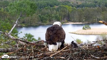 VINS Bald Eagles Nest Live Cams - May 11, 2026, 5:41pm EDT