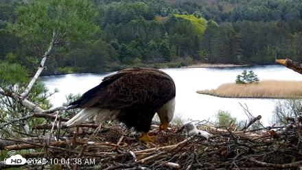 VINS Bald Eagles Nest Live Cams - May 8, 2026, 10:05am EDT