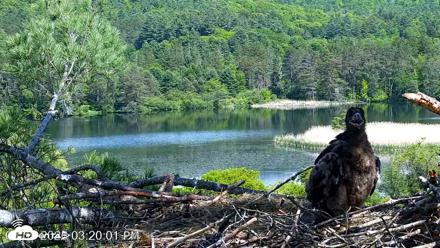 VINS Bald Eagles Nest Live Cams - Jun 1, 2026, 3:21pm EDT