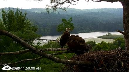 VINS Bald Eagles Nest Live Cams - Jul 16, 2026, 11:57am EDT