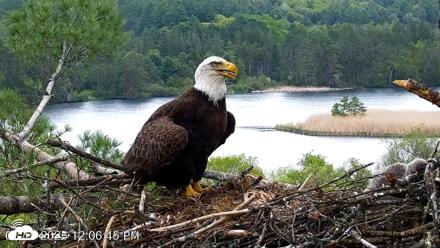VINS Bald Eagles Nest Live Cams - May 19, 2026, 12:07pm EDT