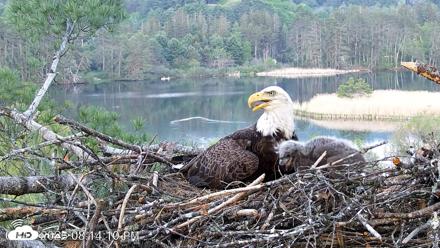 VINS Bald Eagles Nest Live Cams - May 18, 2026, 8:15pm EDT