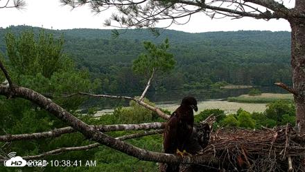 VINS Bald Eagles Nest Live Cams - Jul 14, 2026, 10:39am EDT
