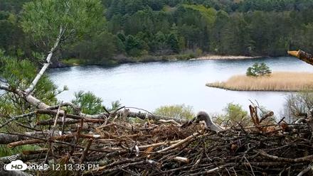 VINS Bald Eagles Nest Live Cams - May 8, 2026, 12:14pm EDT